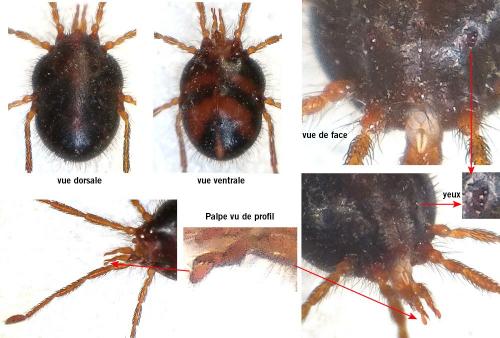 Réf. 280 972 : Erythraeus sp.